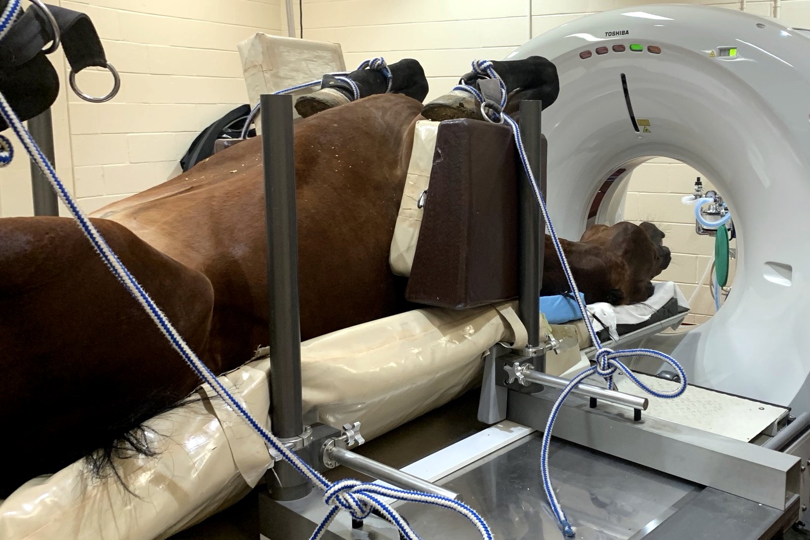 A horse under anesthesia on a custom large-animal table, positioned in the bore of a CT scanner at a veterinary hospital
